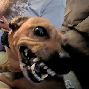 Meet your Posher, Bonnee